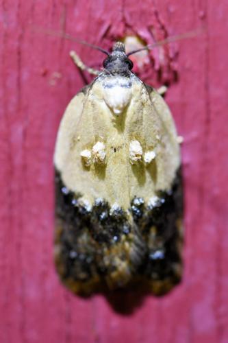 Réf. 333 748 : Acleris variegana